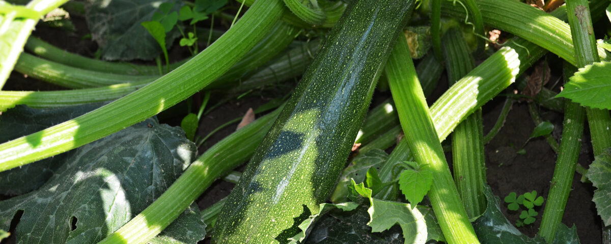 Plantation et entretien des courgettes